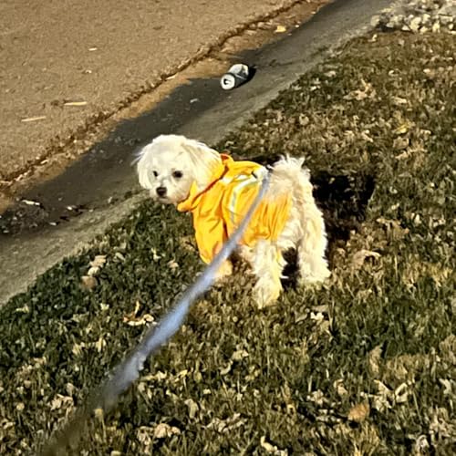 Dog Raincoats for X (Solid Yellow / XS(Back 10.5", Chest 16.9", Neck 12"))