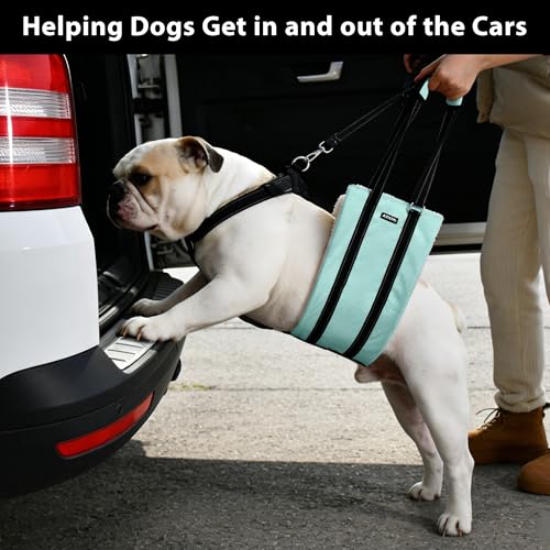 Dog Lift Harness for Seniorm or After Surgery (Turquoise / XL)