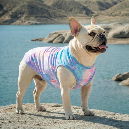 2Pack Dog Shirt for Small Dogs Soft Breathable T (Large (13-19lbs) / Purple+Blue)