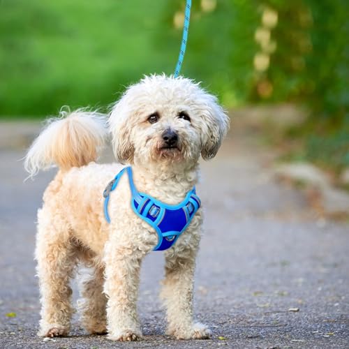 Dog Harness for Small Sized Dog No Pull Dog Vest ID Tag Pocket (Sapphire Blue & Blue / X-Small)