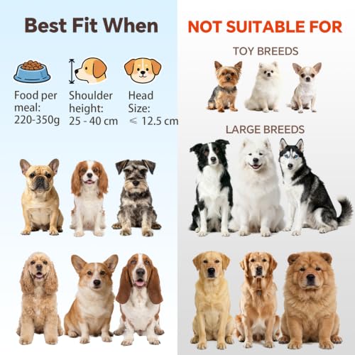 Elevated Dog Bowl Set of 2 (Large / glass×2)