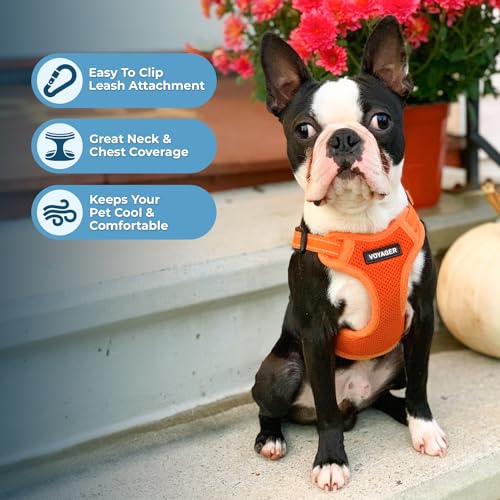 Voyager Adjustable Step (Harness Leash Set (Orange) / S)
