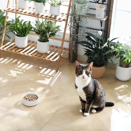 Ceramic Dog Food Bowl (Honeycomb / 2 Cups)