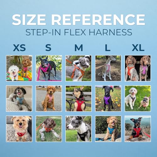 Voyager Adjustable Step (Harness Leash Set (Turquoise) / L)