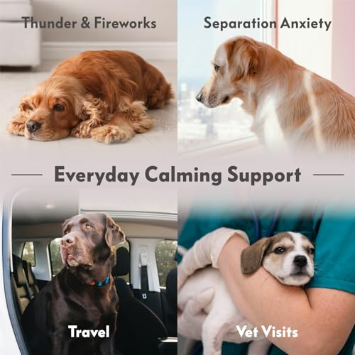 Dog Anxiety Vest (Small)