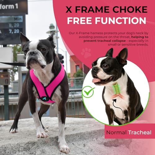 Comfort X Head (X-Large Chest (20.5-28") / Flamingo Pink)