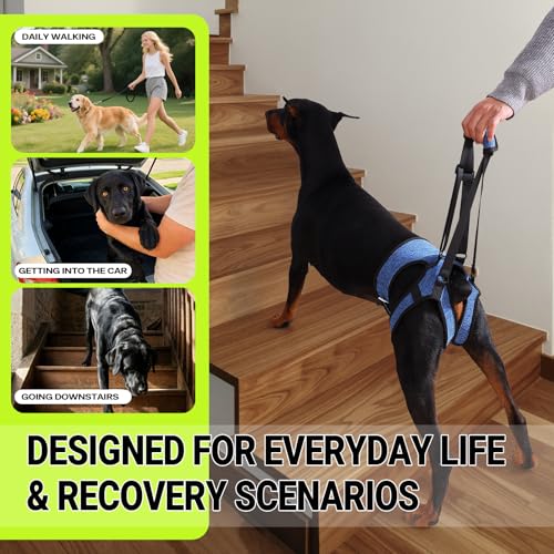Dog Lift Harness (M / Blue)