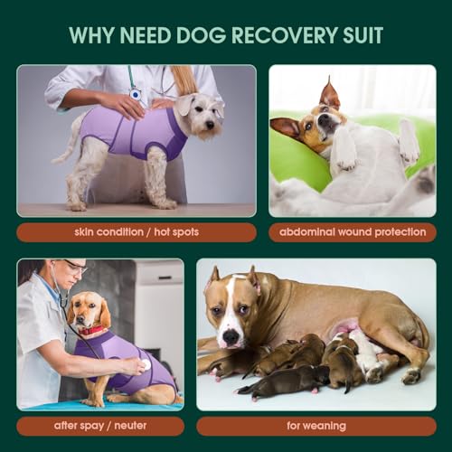 Dog Recovery Suit (Purple / XX-Large)