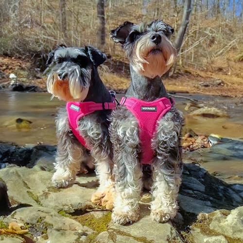 Voyager Adjustable Step (Harness Leash Set (Fuchsia) / XS)