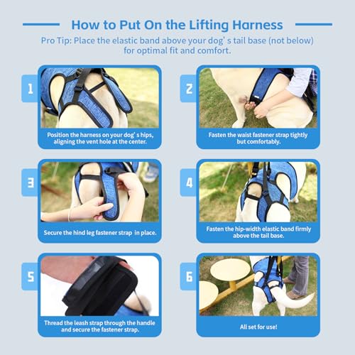 Dog Lift Harness (Blue / XL(Waist:24-29",Weight:55-77lb))