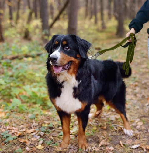 5FT 1IN Heavy Duty Dog Leash for Large Dogs with 2 Padded Handles (Green / 1 in x 5 ft)