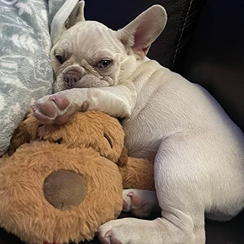Snuggle Puppy Essentials Starter Kit (Blue)