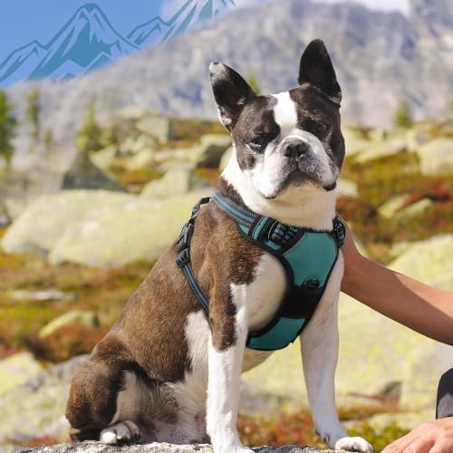 Dog Harness for Medium Sized Dogs (Medium / Dark Green)