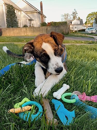 Puppy Chew Toy & Treat Bundle (Bundle / Small)