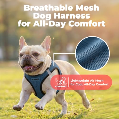 Voyager Step in Air Dog Vest Harness (Blue/Black Trim / XXS (Chest: 12 - 13.5"))