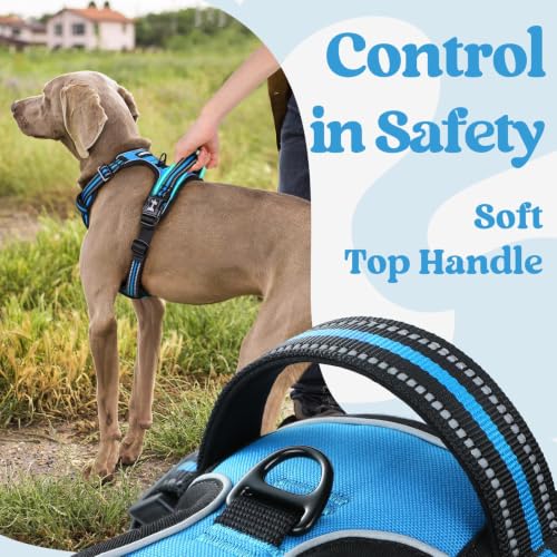 Dog Harness for Large (X-large / Sky Blue)