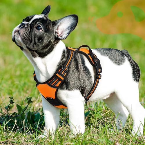 Dog Harness for Small Dogs (Small / Orange)