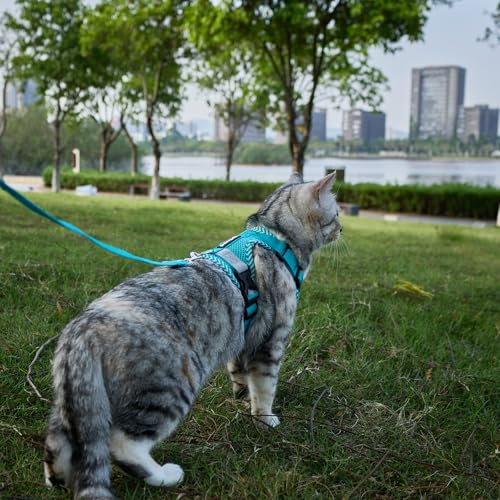 Cat Harness and Leash Set (Turquoise / Medium)