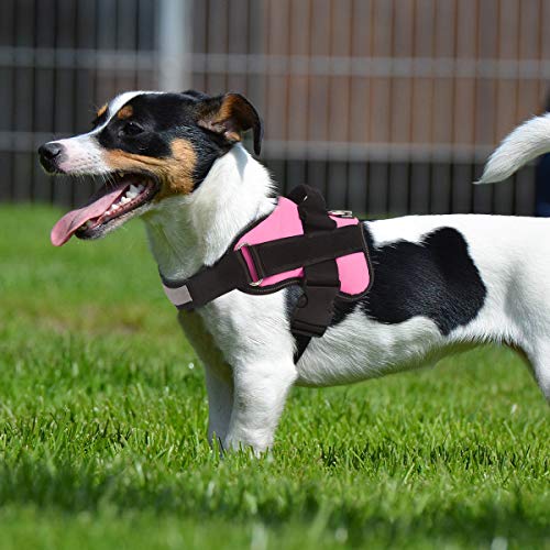 Dog Harness No (Small (Pack of 1) / Pink)