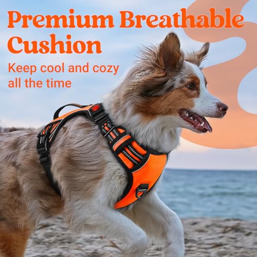 Large Dog Harness (Small / Orange)