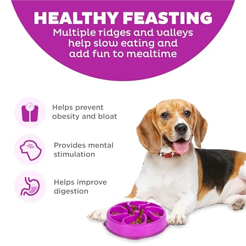 Fun Feeder Slo Bowl (Purple / Medium)