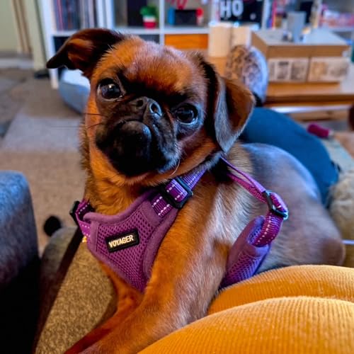 Voyager Adjustable Step (Harness Leash Set (Purple) / XS)