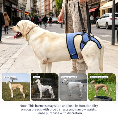 Dog Lift Harness (Blue / XL(Waist:24-29",Weight:55-77lb))