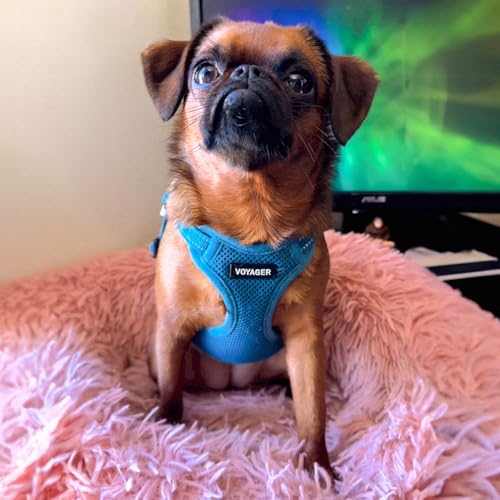 Voyager Adjustable Step (Harness Leash Set (Turquoise) / S)