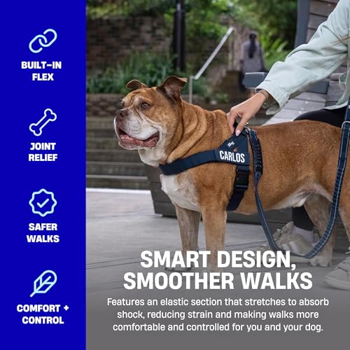 Bungee Dog Leash (Burgundy / Regular)