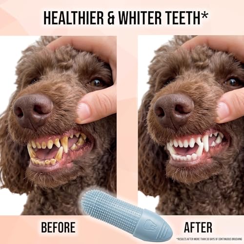 2 Pack Pet Dental Care Kit (1 Count (Pack of 2))