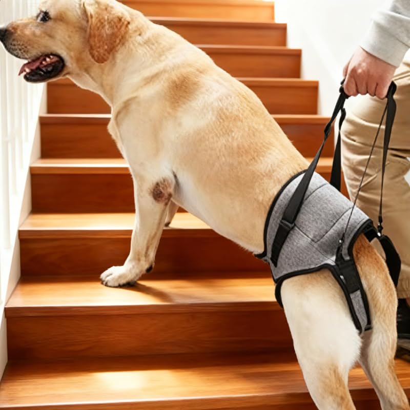 Large Breed Back Leg Support Dog Harness (M)