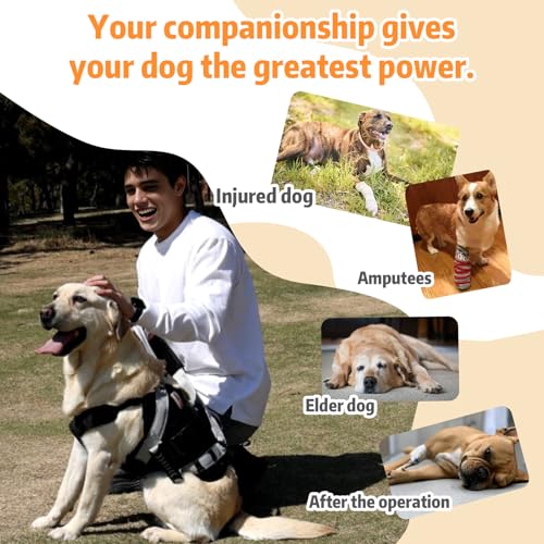 Dog Lift Harness for Large Dogs (Black / Extra-Large)
