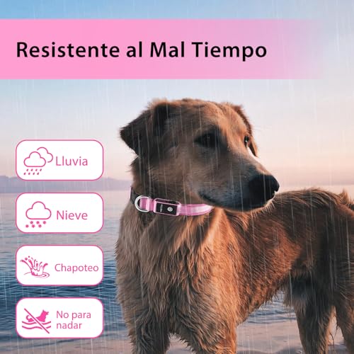 Light up Dog Collar (Pink / S(11 inch-15.7 inch))