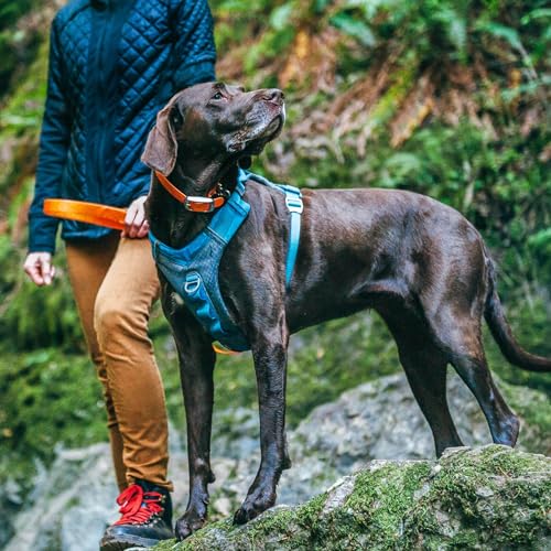 Journey Air Dog Harness (Medium / Blue)