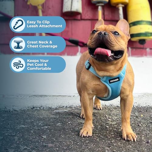 Voyager Adjustable Step (Harness Leash Set (Baby Blue) / S)