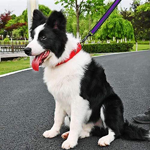 Short Dog Leash (Wide-Purple)