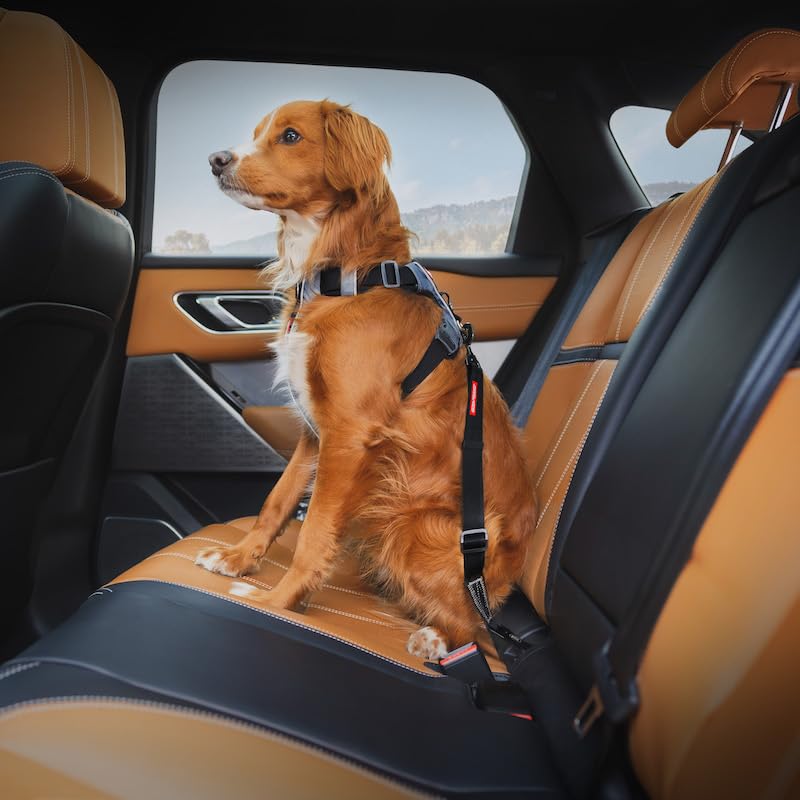 Click ISOFIX Standard (Black / ISOFIX Standard - 17in - 26in)