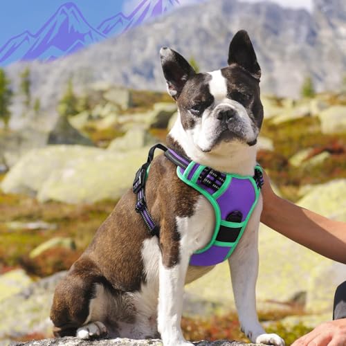 Dog Harness for Medium Sized Dogs (Medium / Purple & Turquoise)
