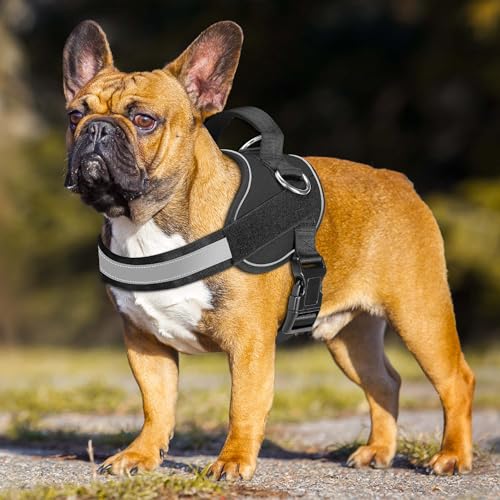Essential Dog Harness (M / Black)
