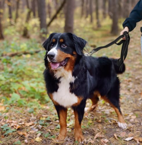 5FT 1IN Strong Black Dog Leash with 2 Padded Handles (Black / 1 in x 5 ft)