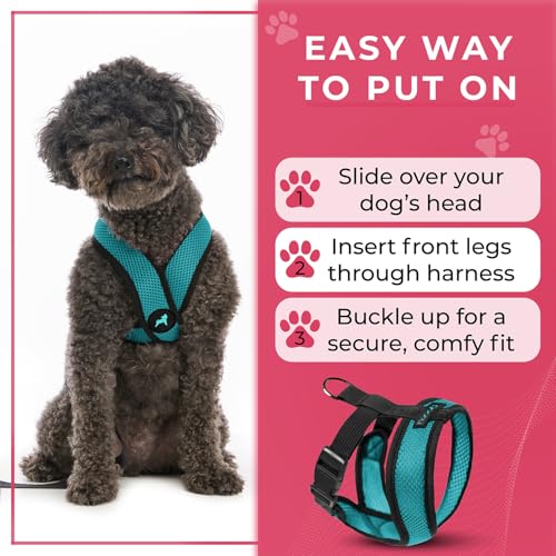 Comfort X Head (Medium Chest (14.25-18.75") / Turquoise)