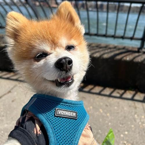 Voyager Step in Air All Weather Mesh Harness and Reflective Dog 5ft Leash Combo with Neoprene Handle (Harness Leash Set (Turquoise) / XS (Chest: 13 - 14.5"))