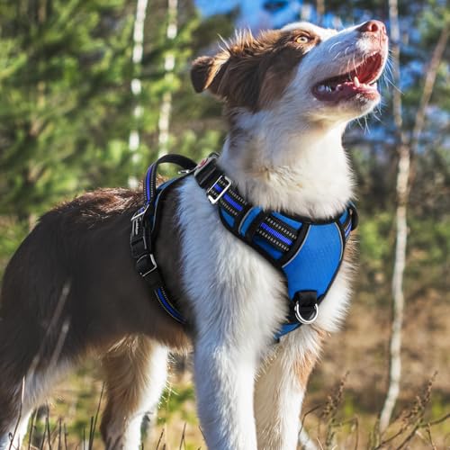Dog Harness Medium Sized (Royal Blue / Medium)