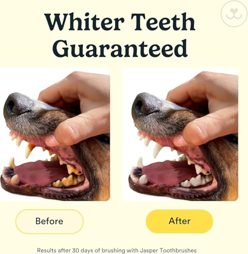 Dog Toothbrush (Multicolor (4-pack))