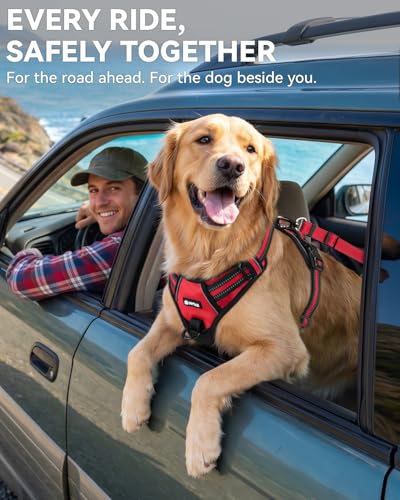 3-in-1 Bungee Dog Seat Belt for Car, Medium and Large Dogs, Red (Red / (21.6-31.5) inch)