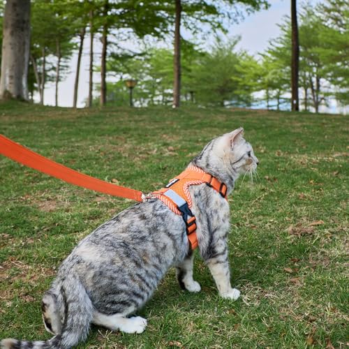 Cat Harness and Leash Set (Orange / XX-Large)