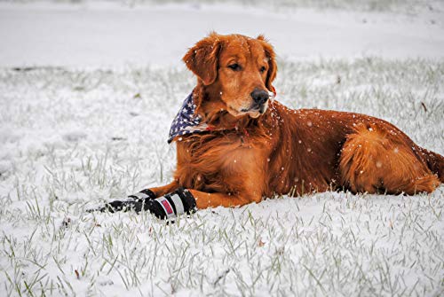All Weather Neoprene Paw Protector Dog Boots with Reflective Straps in 5 Sizes! (Medium)