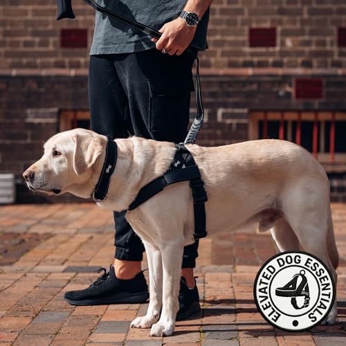 Classic Dog Leash for Daily Walks (Black / Regular)