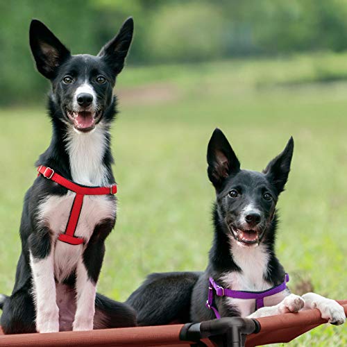 Outdoor Elevated Dog Bed Large Sized Dogs (42.0"L x 30.0"W x 7.0"Th / Black)