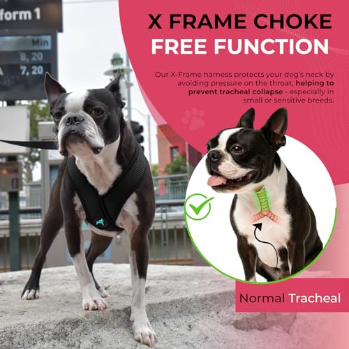 Black X Large Polyester Comfort X Harness for Small Dogs (X-Large Chest (20.5-28") / Black)